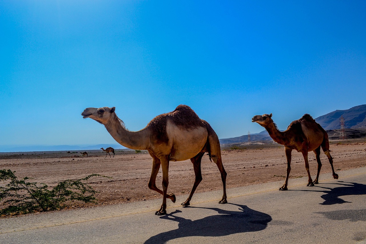 camel, animal, salalah-468096.jpg